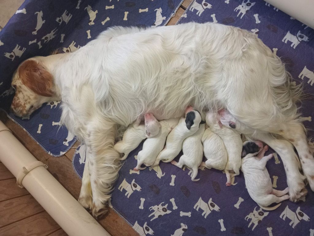 Chiot Setter Anglais Des Tilleuls Du Mesnil
